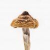 B+ Plus Magic Mushrooms