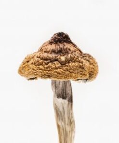 B+ Plus Magic Mushrooms