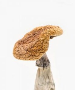 Golden Teacher Magic Mushrooms